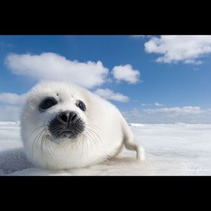 Meet your Posher, Carter